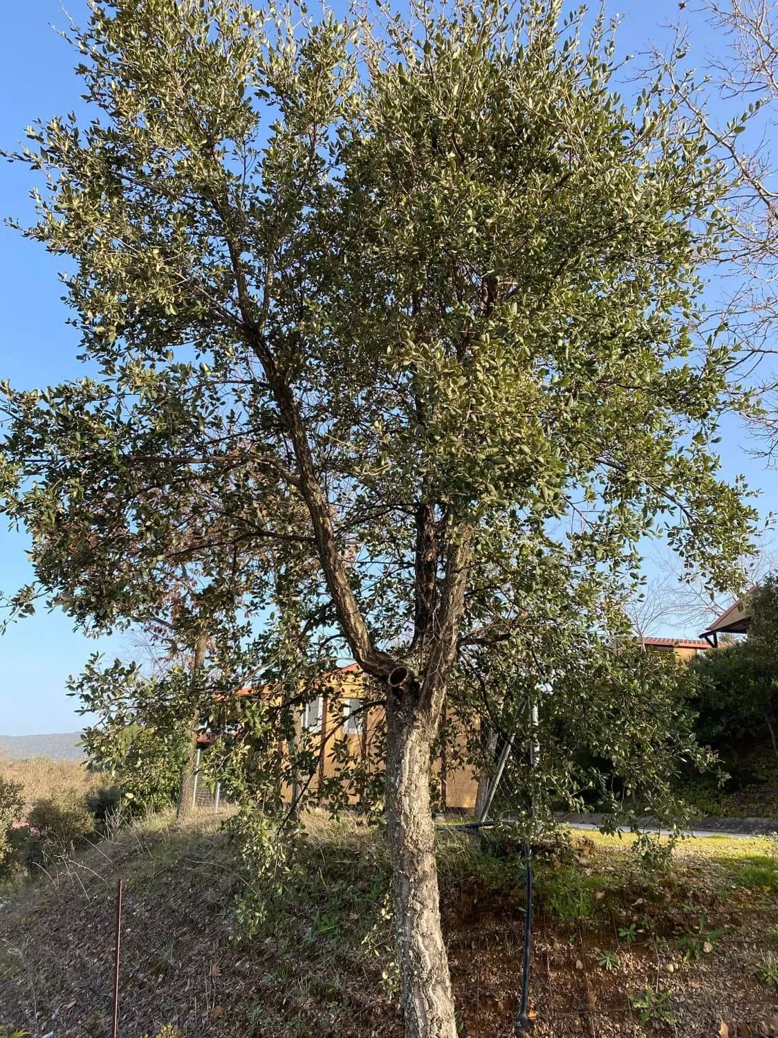 Alcornoque. Quercus suber