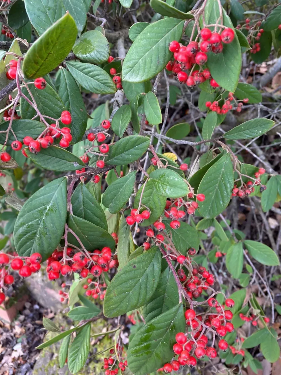 Cotoneaster. Cotoneaster franchetii
