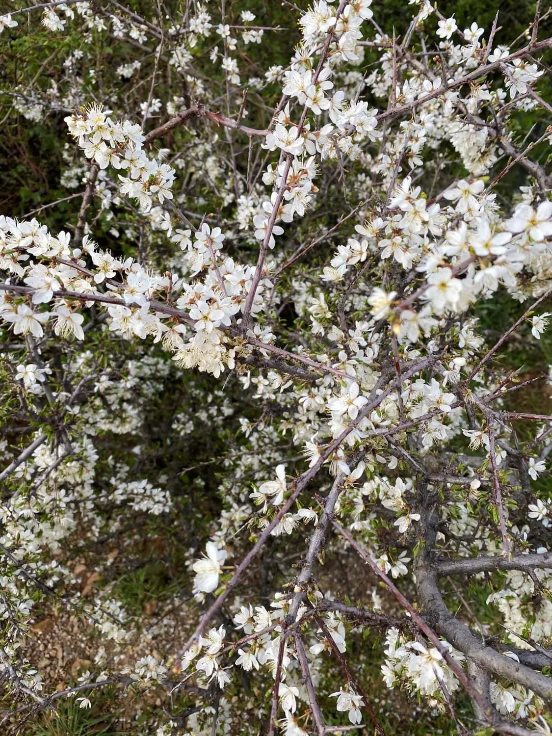 Endrino. Prunus spinosa