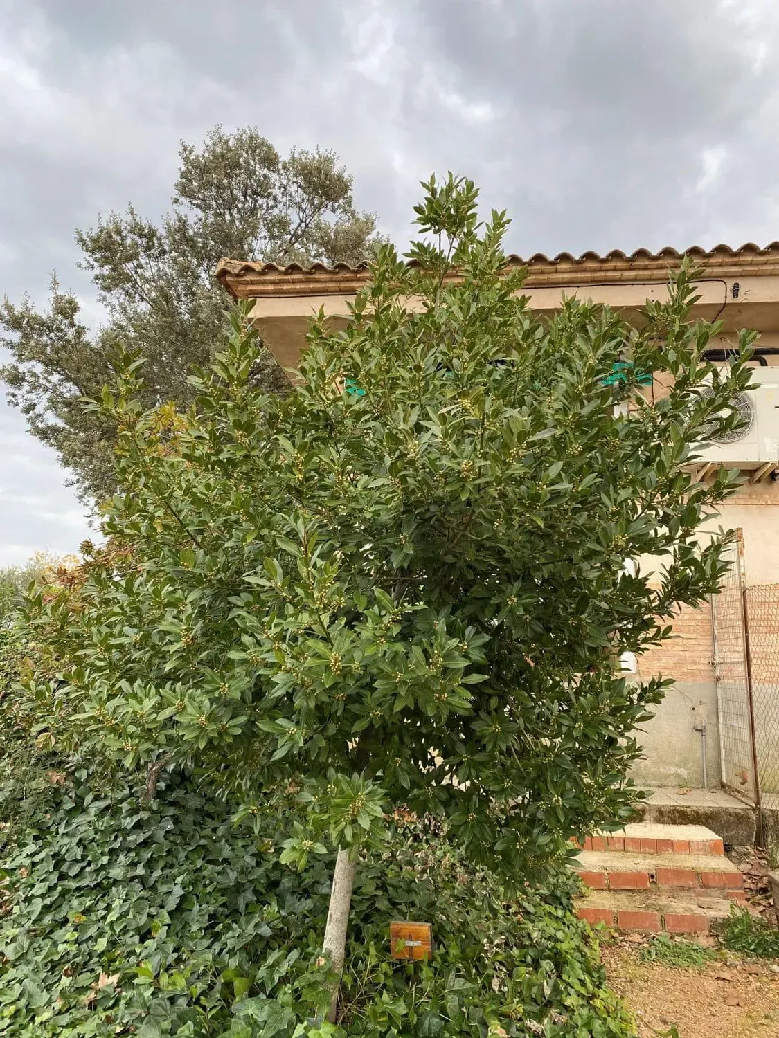 Laurel. Laurus nobilis