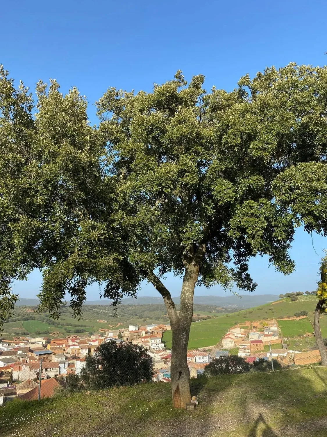 Mesto. Quercus rotundifolia x Quercus suber