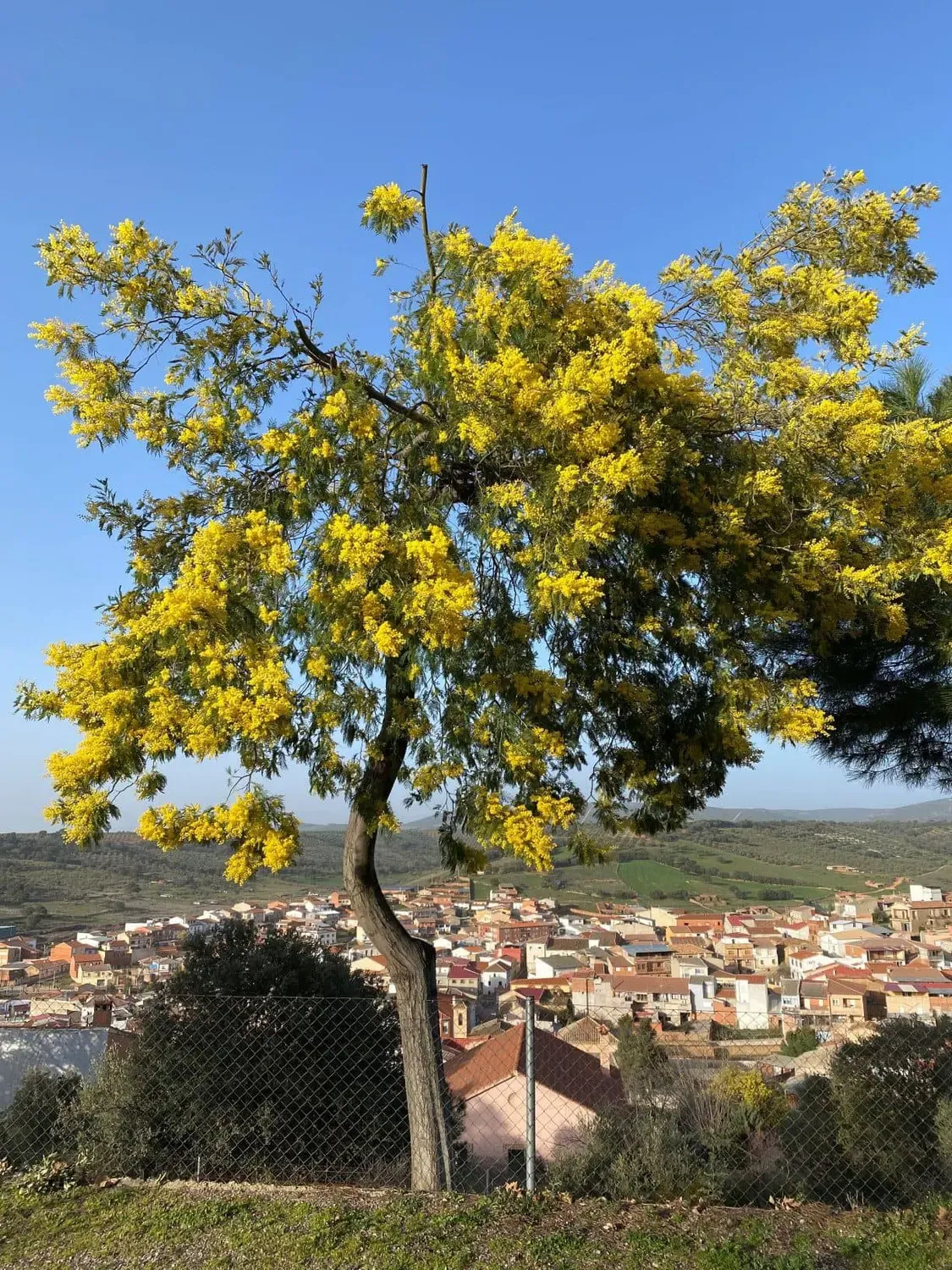 Mimosa. Acacia dealbata