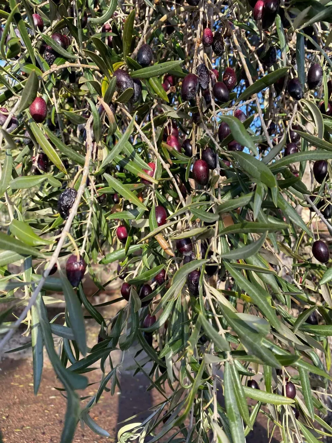Olivo. Olea europaea